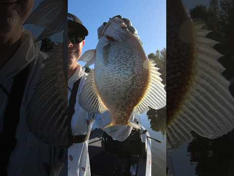 Big Winter Crappie! #fishing #crappie #crappiefishing #winterfishing #shorts #fishingvideo