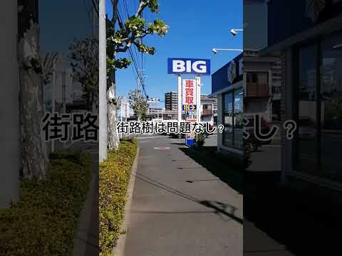 某ビッグモーターに行ってみた！街路樹はどうなってる？　#shorts 　#ビッグモーター　#街路樹