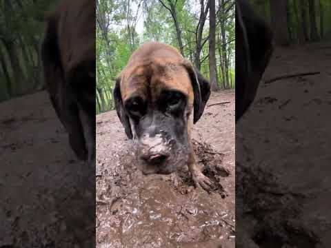 Colt #dogsoftiktok #mudhole #dirtydog #dogpack #doggo #dogsbeingdogs