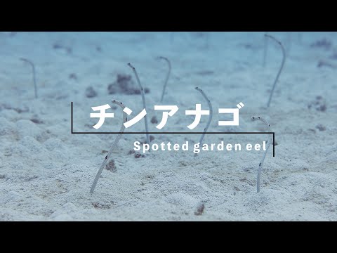 【魚図鑑 on YouTube】チンアナゴ / Spotted garden eel