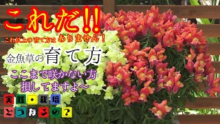 損してませんか？【金魚草】の育て方！これだ!!これ以上の育て方はありません！春に最高の金魚草を見たい方は絶対マネしてください。【ガーデニング】植え方・育て方・育ち方【園芸】