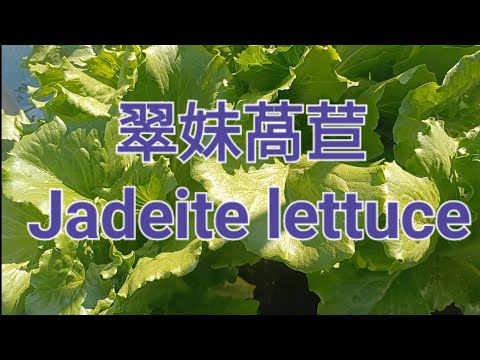 翠妹萵苣 Jadeite lettuce