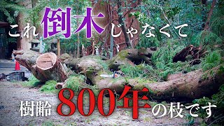 【高千穂神社】これ、台風で折れた樹齢800年の大枝なんです...｜大河ドラマでもとりあげられた畠山重忠が植えた大木の枝が折れました【台風14号被害】