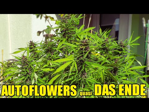 Cannabis Autoflower Eigenanbau - das Ende