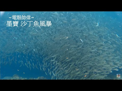 【宿霧】鯨鯊爽爽團 墨寶 Moalboal 最有名的沙丁魚風暴 亞洲比利時渡假村 4K重製版 電眼帥偉