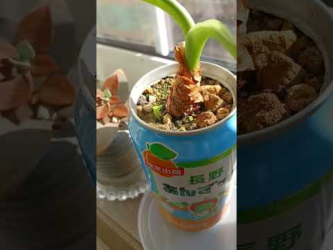 空きカンにワケギ（分葱）で植えた観葉植物。１年後に横から新芽が出てきた。