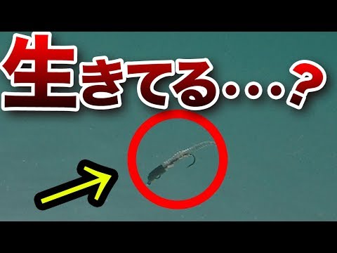 【アジングワーム】水中映像/アジング、メバリングに！堤防からキャストしたらアクションは？オススメワーム紹介