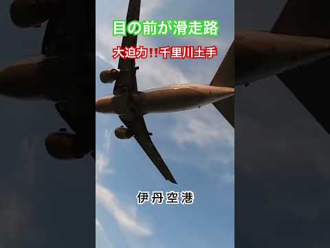 目の前が滑走路　大迫力‼️千里川土手　伊丹空港 #伊丹空港千里川土手 #飛行機 #空港 #チャンネルさかとも #shorts