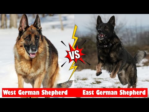 Difference Between West German Shepherd and East German Shepherd Dogs