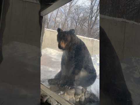 冬の円山動物園⑦#仲良し夫婦#北海道札幌市#円山動物園#アニマル動画#ZOO#shorts