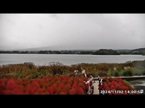 手を振ってくれてありがとうございます　富士山ライブカメラ　大石公園　コキア