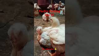 Day 20 Poultry Farming #chicken #poultrylife #birds #poultry #poultryfarming