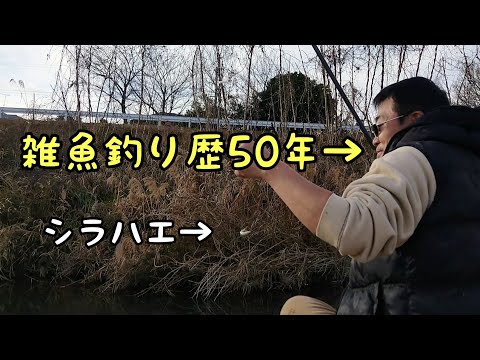 川釣りの原点は雑魚釣りにあり/ ウキ釣り/シラハエ/寒バエ/カワムツ