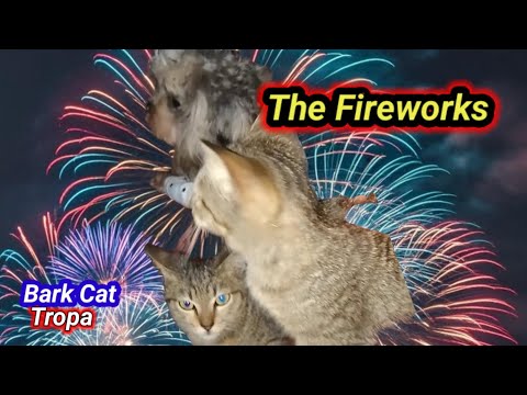 *The Fireworks: Whisker's Big Scare"