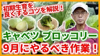 家庭菜園や農園のキャベツ栽培、ブロッコリー栽培で9月の重要作業！良い苗の植え付けのコツとキャベツ＆ブロッコリーの育て方！【農家直伝】