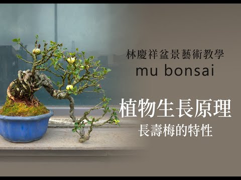 概念篇∣植物生長原理 日常養護總結∣請點選字幕 ◤林慶祥盆景藝術教學◢ Bonsai tree∣Chaenomeles Japonica