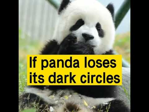 パンダにくまがない場合
If panda loses its dark circles