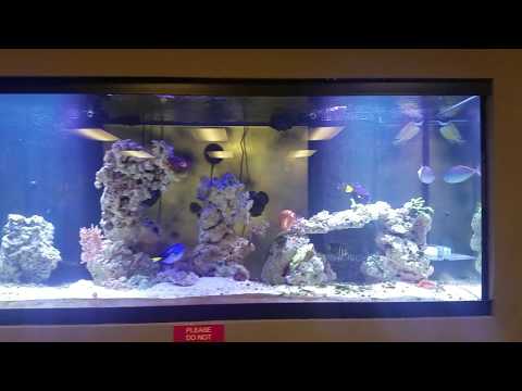 - Tony Nguyen 210 gallon reef tank Budget Built ( 1 sps losing tissue and more GHA! )