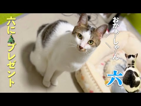 愛猫の六に早いクリスマスプレゼント | 「おしゃべり猫」ちょっと訛った「お母さん」| [生まれ変わりの猫] 六 (Roku)