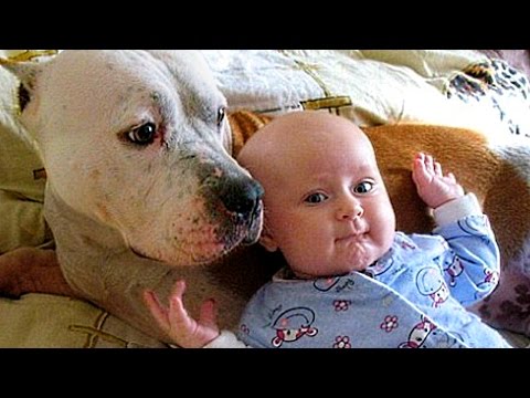 Pitbull Love Baby Compilation NEW