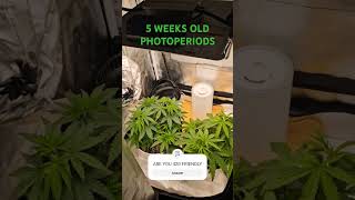 Photoperiod 5 weeks old Since germination.  #420 #education #CBD #health #fightcancertogether #plant