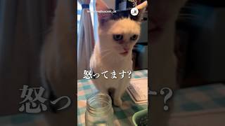 怒って…ないよね…？｜PECO #猫 #愛猫家 #猫動画 #猫のいる暮らし #cat #catlover #catvideos #catlife #buscemicat