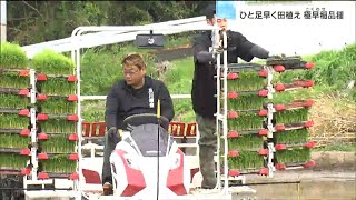 "今年もよろこばれるコメを"極早稲品種「おもてなし」田植え始まる　宮城・涌谷町