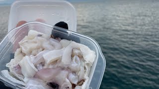 イカの切り身を海に投げると高級魚が釣れた