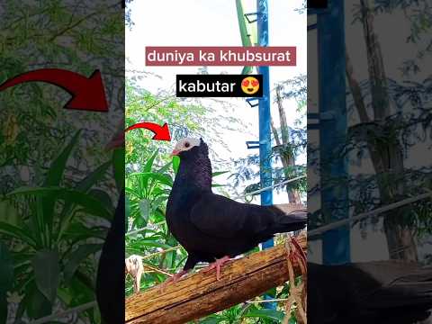 kabutar ki khubsurti 😍 || kabutar ki video || #kabootar #pigeon #pigeonlover #youtubeshorts #kabutar