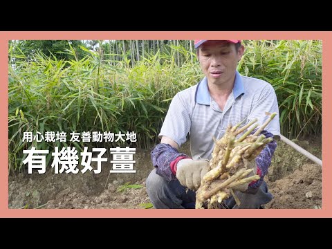 用心栽培 友善動物大地．有機好薑 ー【里仁有機蔬果】