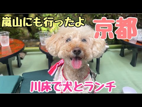 【犬と京都】犬と京都　川床で食べるごはんが最高すぎた