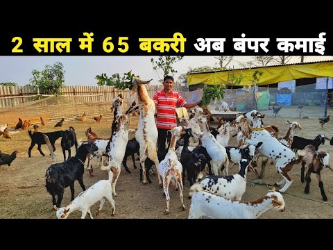 2 साल में तैयार कर लिया 10 लाख की बकरी | Goat farming in hindi