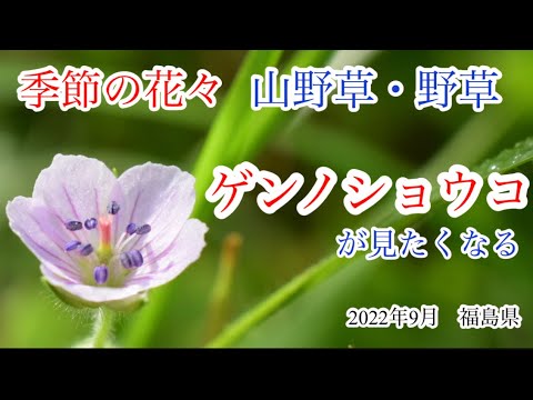 【山野草・野草】9月　ゲンノショウコ・エゾオヤマリンドウ・蕎麦の花　季節の花活