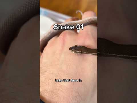 Siblings and dating —  house snake observation