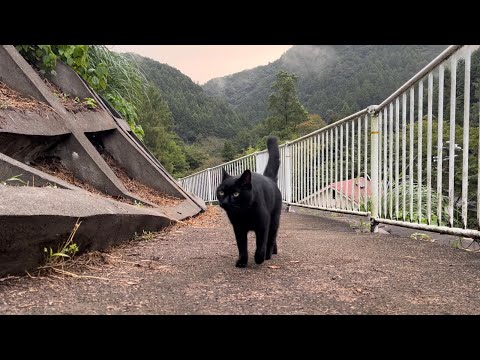 坂道で追いかけてくる黒ねこちゃん　No.７６３　２０２４年　９月２８日　６：００　のくろねこちゃん　black cat