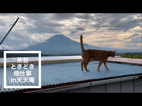 猫が畑の点検をする動画,猫がとなり村の忍野村のトウモロコシ畑を点検,忍野村の畑から見る富士山は絶景です,猫が山中湖村から忍野村へ通勤する,散歩猫,仕事猫,畑猫,忍野村,隣村,山中湖村,no81@bokuchamame