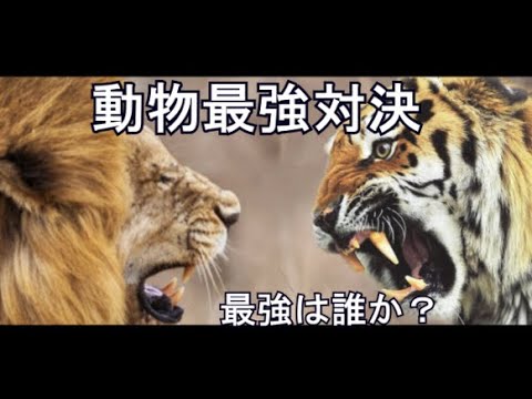 Animal Battle Strongest King Battle  Bear Tiger Lion Showdown Ranking  Hunting hippo