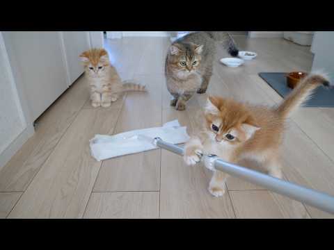 Cute kittens are so interested in the floor mop that they interrupt the cleaning process.