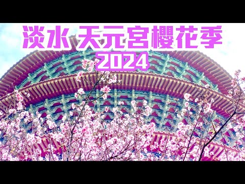 【新北景點】2024 淡水「天元宮吉野櫻花季」🌸  Tamsui, New Taipei City Taiwan