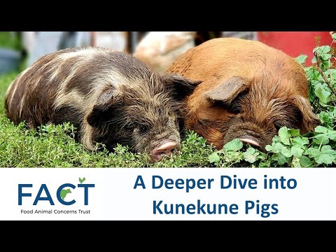 A Deeper Dive into Kunekune Pigs