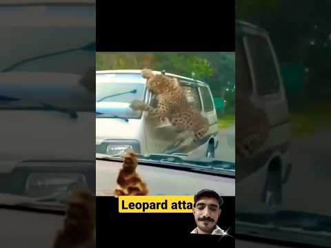 #funny #leopard #lion #snowleopard #automobile #tenduaa #animals #lionfight #tiger #animal