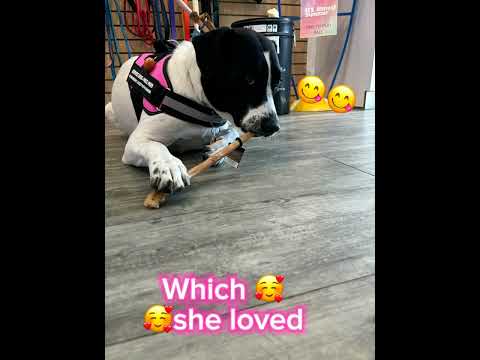 We love Miss. Moo at Bone & Biscuit Cochrane🥰