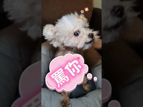 罵人的貴婦 😱 #dogshorts #poodle #doglover