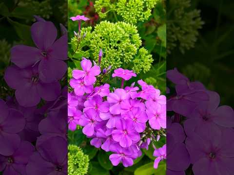 Summer Garden #flowers #garden #summer #gardening #travel #music #nature #trending #travelvlog #song