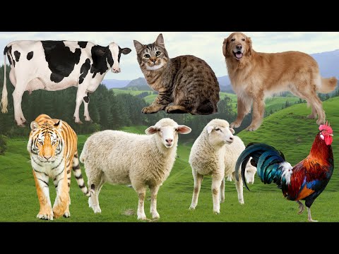 Funny Farm Animal Moments: Cow, Chicken, Duck, Horse, Cat, Sheep - Animal Sounds