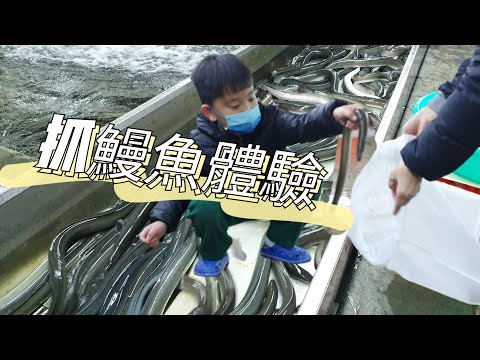 滑溜溜捉鰻魚初體驗