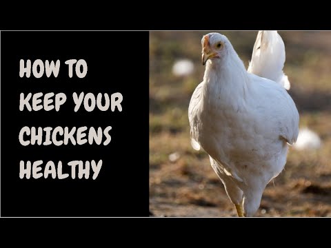 How To Keep Your Chickens Healthy