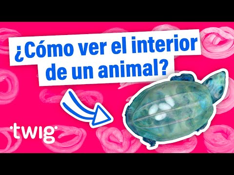 ¡18,000 animales como nunca antes los han visto! | Twig Science Reporter