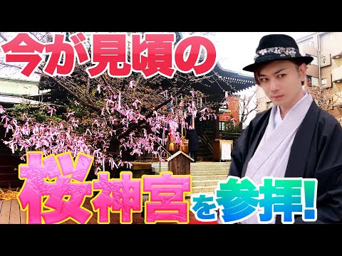 煉獄さんの聖地！？河津桜がみどころ桜神宮に参拝！