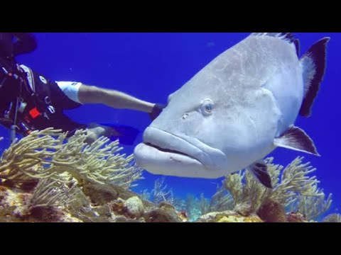 COME DIVE WITH ME IN MEXICO 110 minutes underwater relaxation video